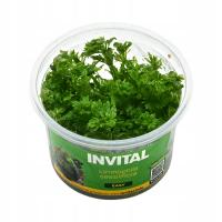 INVITAL Limnophila sesiliflora in vitro Ø 7 cm