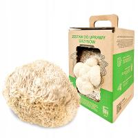 Самостоятельное выращивание мицелия сосульки здоровый живой мицелий сосульки Ежовой 6л