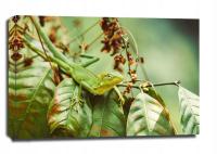 lizzard - obraz na płótnie 40x30 cm