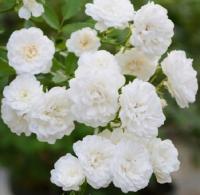 Почвопокровная Роза ALBA MEIDILAND (Rosa) в горшках P11, высота 15-20 см