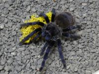 ПАУК ТАРАНТУЛ LASIOCYANO SAZIMAI ЖЕНСКИЙ 3DC SPIDERS LABORATORY