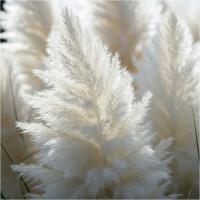 Пампасная трава белая эффектная идеально подходит для сада и террасы / рассады