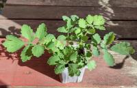 Glistnik jaskółcze ziele 50 nasion