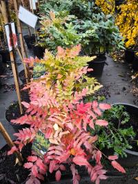 Mahonia X media-МАХОНИЯ промежуточная CHARITY