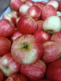 Świeże jabłka 9 kg w kartonie - kraj Polska