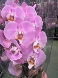 Орхидея живая формованная 2 побега black f