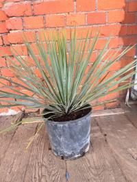 Yucca rostrata Idelana растение для балкона, террасы