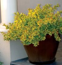 Abelia Kaleidoscope Barwny Brzew Ogrodowy Roślina Wieloletnia P12