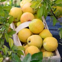 Айва замороженные фрукты айва потенция витамины настойки