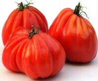 Toraf Nasiona Pomidor Gruntowy Wysoki Or Pera d`Abruzzo 0,5g