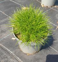 ~KOSTRZEWA ZIELONA Pic Carlit TRAWA ŁADNE SADZONKI i TANIO!