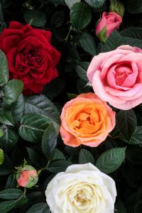 RÓŻA MINIATUROWA | DONICZKA 10,5 CM | 4 KOLORY | 6 KWIATÓW | MULTICOLOR