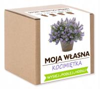 Набор для выращивания кошачьей мяты