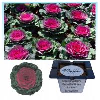 Киотская декоративная капуста F1 Red-Green