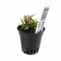 INVITAL Cryptocoryne wendtii Brown koszyk Ø 5,5 cm