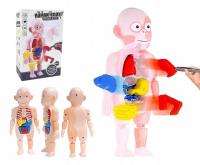 CIAŁO CZŁOWIEKA ORGANY LUDZKIE MODEL ANATOMICZNY LUDZKIEGO CIAŁA DO NAUKI