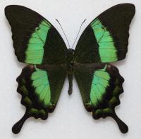 Бабочка Papilio palinurus самец .