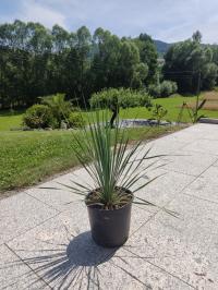 YUCCA ROSTRATA JUK