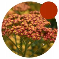 Krwawnik - FEUERLAND - Czerwone Kwiatostany - Leczniczy