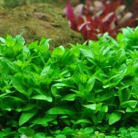 Staurogyne repens (in-vitro) puszka 5cm (porcja)