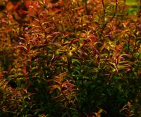 Rotala Pearl type II z hodowli podwodnej
