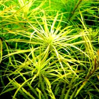 Pogostemon octopus - RA koszyk duży XXL