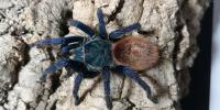 Chromatopelma cyaneopubescens L3 / L4 паук / тарантул