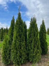 Туя западная Смарагд туя туя туя изумруд рассада 0,5 л