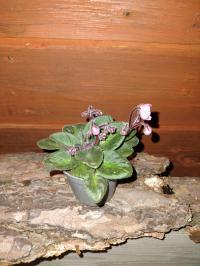 Африканская фиалка Saintpaulia MINIATURA розовый грелка бесплатно