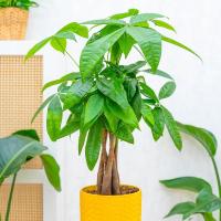 Pachira Aquatica дерево удачи и денег-секреты Фэн-Шуй для дома