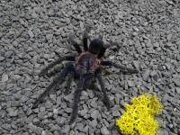 PAJĄK PTASZNIK PHORMICTOPUS SP. DOMINICAN PURPLE L1/2 SPIDERS LABORATORY