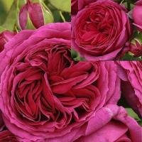 Róża Pienna Piwoniowa 1173