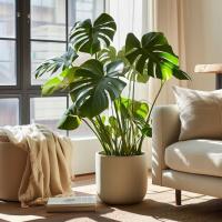 Красивая Monstera Deliciosa MONSTERA дырявая роз. M