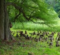 Cypryśnik błotny, Taxodium distichum