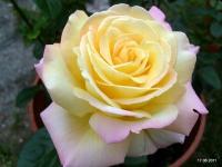 Роза крупноцветковая-PEACE - ароматная интенсивно