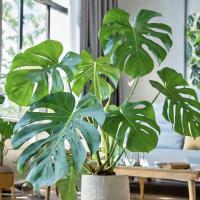 Самая красивая Monstera Deliciosa дырявая роз. М Восхитительно Большие Листья