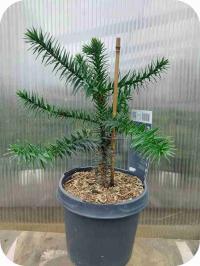 Араукария чилийская, так называемое Дерево обезьян, 30-35 см