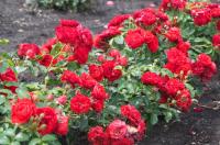 МИНИАТЮРНАЯ ПОЧВОПОКРОВНАЯ РОЗА MINIATURE RED-КРАСИВЫЕ САЖЕНЦЫ