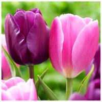 Тюльпан луковицы цвета фиолетовых роз MIX 50 шт.   Бесплатно