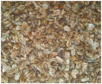 Lubczyk ogrodowy - nasiona - 100g