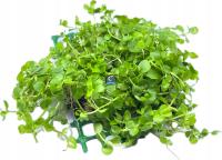 Micranthemum sp. 'Monte Carlo' [na siatce]