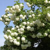 Kalina Koralowa Roseum amerykańska DUŻE ŚNIEŻNOBIAŁE POMPONY 2L