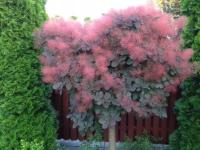 668. Perukowiec podolski