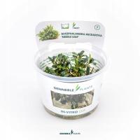 BUCEPHALANDRA MICRANTHA 