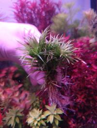 Syngonathus Lago Grande hodowla podwodna