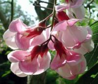 AKACJA ROBINIA Włochata - sadzonki w doniczkach