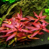 Ludwigia peruensis - RA koszyk XXL