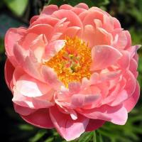 Paeonia Piwonia chińska Coral Sunset 1 szt. sadzonka kłącze