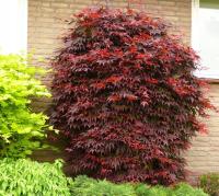 OGNISTY KLON PALMOWY PURPUROWY Ładne DUŻE sadzonki 60-80CM XXL C2