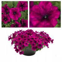 Petunia F1 Duvet бордовый темно-розовый семена в окружении бесплатно